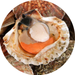 Coquilles saint Jacques